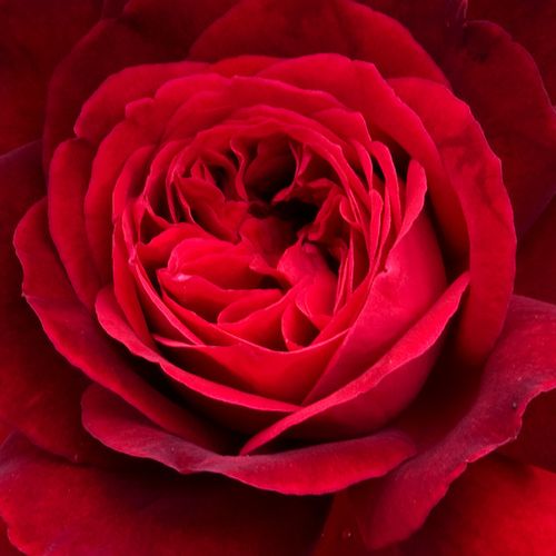 Online rózsa vásárlás - Vörös - angol rózsa - intenzív illatú rózsa - Rosa Leonard Dudley Braithwaite - David Austin - Bársonyos, sötétvörös bimbóiból rozetta alakú virágok fejlődnek, amelyek édes és friss illata a hagyományos rózsákéra emlékeztet.
